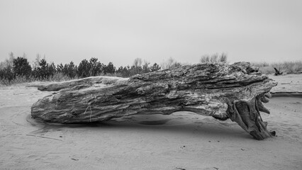 Seashore with Washed-Up Trees and Frozen Sand