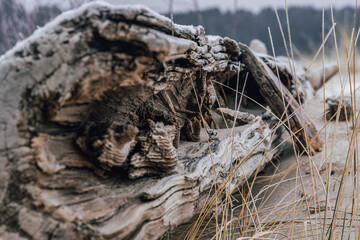 Seashore with Washed-Up Trees and Frozen Sand