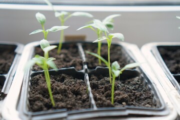 The use of plastic food boxes for growing green seedlings of peppers and tomatoes in the ground on the windowsill at home as a concept of reasonable consumption