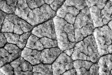 close-up of the texture of the leaf, black and white photo