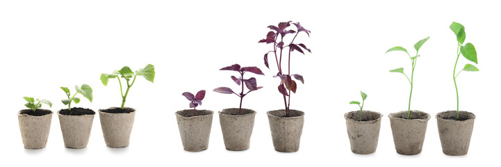Set of seedlings in peat pots on white background