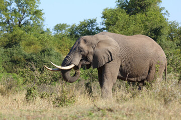Afrikanischer Elefant / African elephant / Loxodonta africana