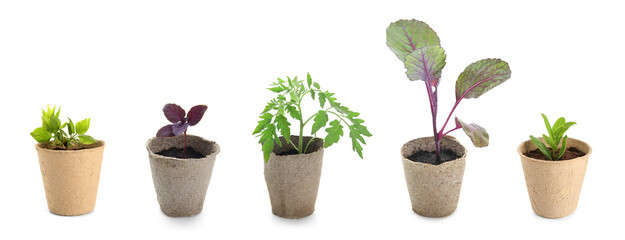 Set of seedlings in peat pots on white background