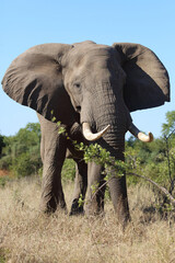Fototapeta premium Afrikanischer Elefant / African elephant / Loxodonta africana