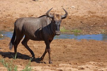 Streifengnu / Blue wildebeest / Connochaetes taurinus