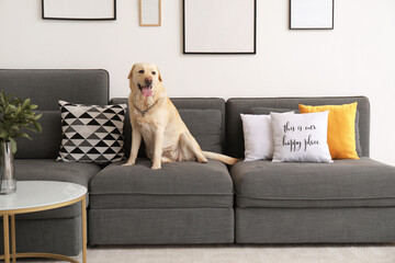 Cute Labrador dog sitting on sofa at home