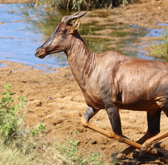 Leierantilope oder Halbmondantilope / Common tsessebe / Damaliscus lunatus.
