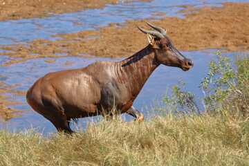Leierantilope oder Halbmondantilope / Common tsessebe / Damaliscus lunatus