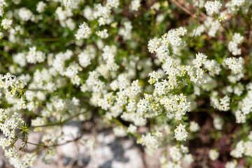 Heath bedstraw (galium saxatile) flowers in bloom