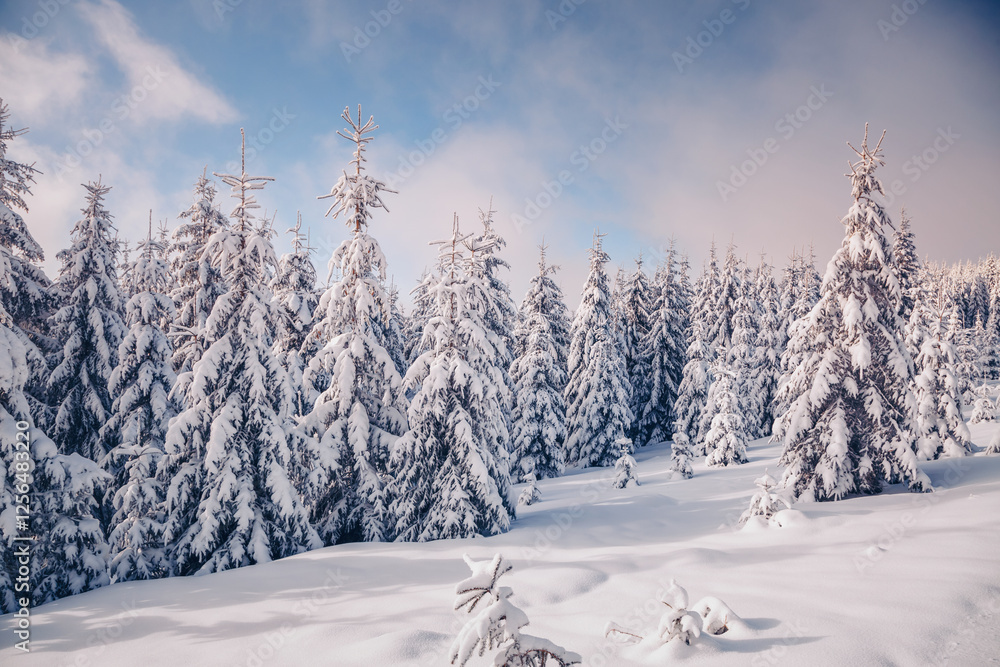 Poster gorgeous winter landscape with lots of snow on fir trees. wild nordic scene with snow-capped conifer