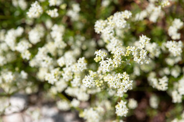 Obraz premium Heath bedstraw (galium saxatile) flowers in bloom