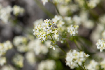 Heath bedstraw (galium saxatile) flowers in bloom
