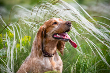 A cute, affectionate red dog of the hunting spaniel breed looks lovingly at its owner. A dog in the thickets of feather grass.