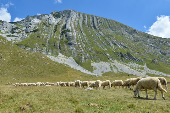 Large sheep flock at foothills of Prutas peak. Durmitor mountain, Montenegro