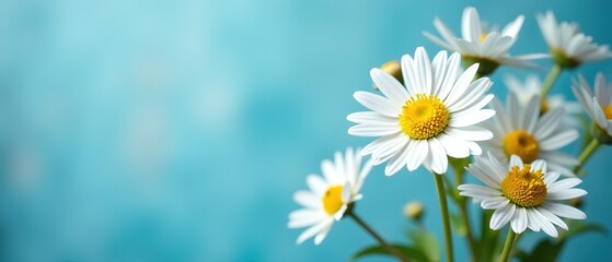 Obraz premium Shabby Chic Blue Camomile Background