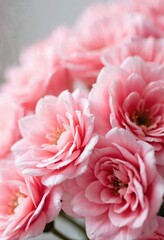 Closeup of pink flowers. Roses or peonies bouquet. Light gentle floral petals. Blooming bush with soft color palette. Romantic spring nature. Valentine day card template, floral background.