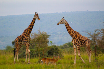 giraffes in the serengeti