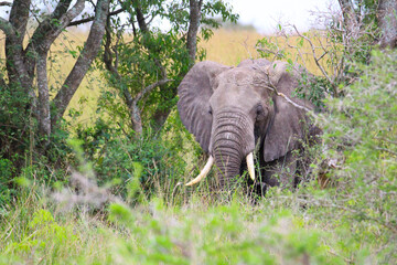 Elephant keeping watch
