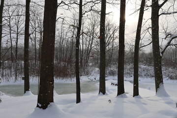snow covered trees