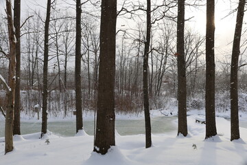 trees in the snow