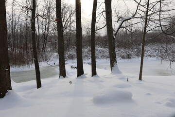 snow covered trees