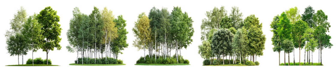 Fototapeta premium PNG Lush green birch trees cluster, element set on transparent background