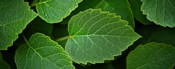 Obraz premium Close-up of lush green leaves with detailed veins in natural light