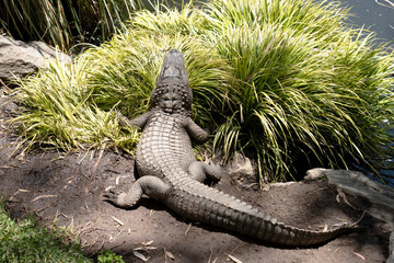 the alligator is hiding behind a bush