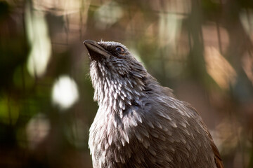 The Apostle bird has grey feathers on the head, neck and breast are brushed with paler grey-white and the wings are brownish.