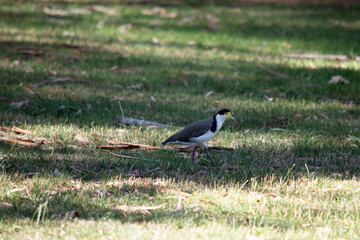 this is a side view of a banded lapwing in a field