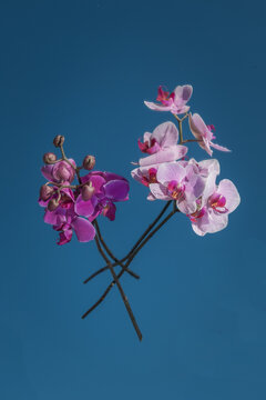 two branches of pink and purple orchid flowers placed on mirror resulting in blue background of sky