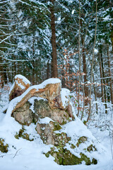 Weathered Tree Stump in Snowy Winter Forest Landscape with Dense Evergreen Canopy and Glistening...