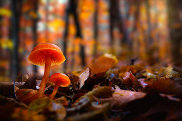 A mushroom photographed in its habitat. Natural and aesthetic mushroom photograph. Nature background..