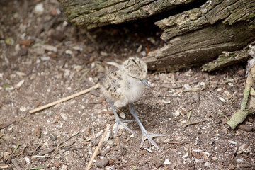 the black winged stilt chick  is looking for its mother