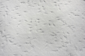 Bird footprints on the snow.