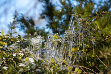 Tree branches with green leaves covered in ice in winter.
