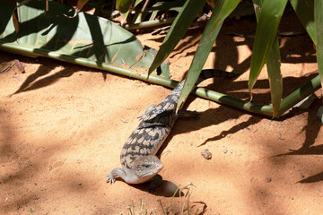 the blue tongued lizard is coming out of the bush