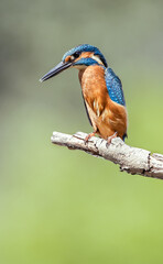 kingfisher on the branch
