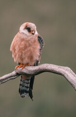 female red footed falcon birdfemale, red, footed, falcon, bird, wildlife, animal, predator, beak, raptor, wild, bird of prey, prey, branch, avian, closeup, nature, brown, eye