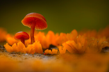 A mushroom photographed in its habitat. Natural and aesthetic mushroom photograph. Nature...
