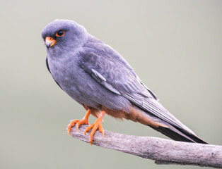 male red footed falcon bird