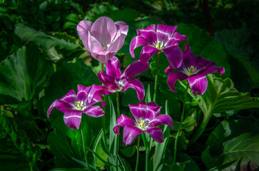 Purple and pink tulips blooming in the garden, illuminated by the sun.