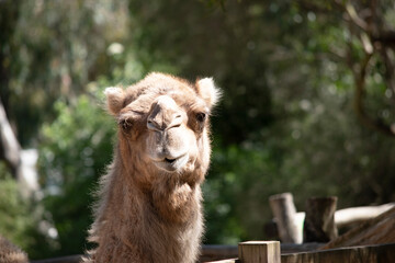 this is a close up of a camel