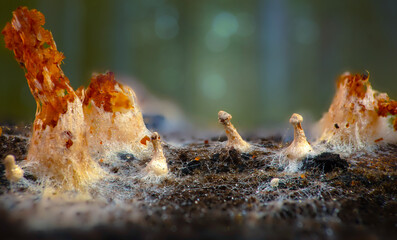 A mushroom photographed in its habitat. Natural and aesthetic mushroom photograph. Nature background..