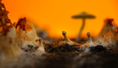 A mushroom photographed in its habitat. Natural and aesthetic mushroom photograph. Nature background..