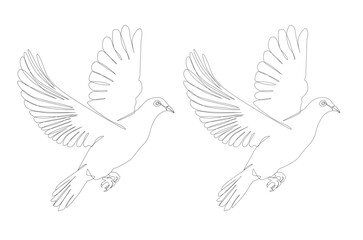 White Dove Bird