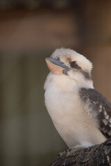 the laughing kookaburra is perched on a branch