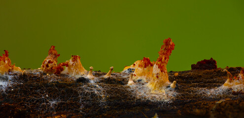 A mushroom photographed in its habitat. Natural and aesthetic mushroom photograph. Nature background..
