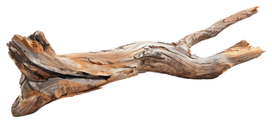 PNG Driftwood white background branch nature.