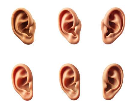 Illustration of various human ear models showing diverse shapes ears
